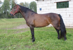 Adrija