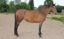 Mirta