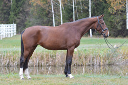 Kadence