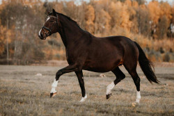 Kaprī