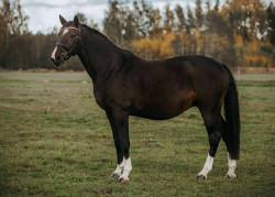 Kaprī