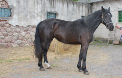 Marima