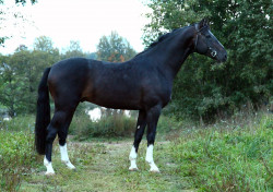 Chinovņik