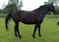 Diadēma