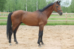 Champion De Cord