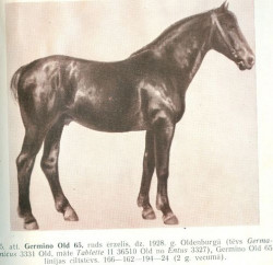 Germino