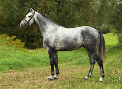 Cananero