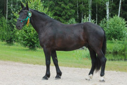 Korifejs