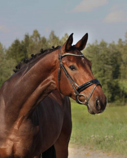 Dandy
