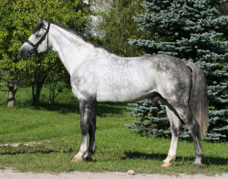 Princis - Prince