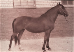 Daiva