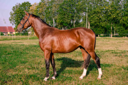 Argasi