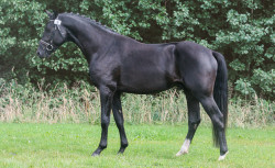 Ladigo