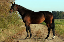 Kolizejs