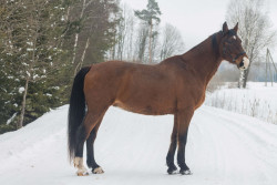 Raritet