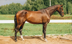 LA AD ADRI