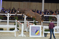 Menko Van De Wellington