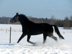 Kasko