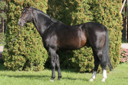 Donnerbube II (310834795)