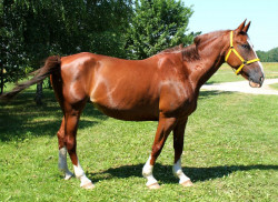 Roska