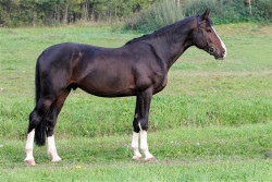 Roderix ( Rodeo )