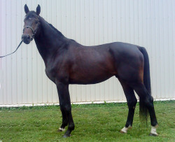 Kastilio