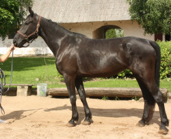 Feličita
