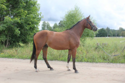 Allegro