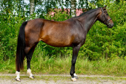 Cadence