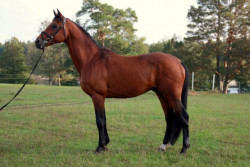 Champion De Cord