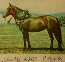 Jautra