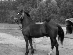 Sarmis