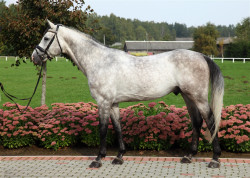 Corrwiko