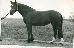 Guldze