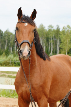 Falkors