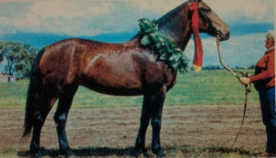 Jautra