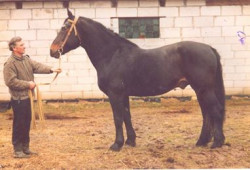 Gaučo