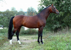 Karavan