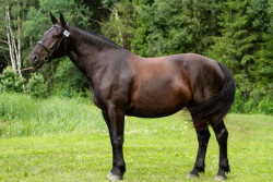 Gravīra