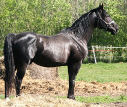 Madrepors