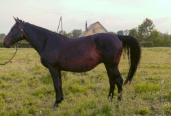 Verste