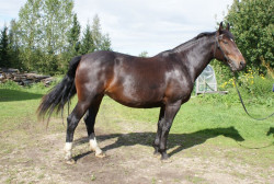 Sendrija