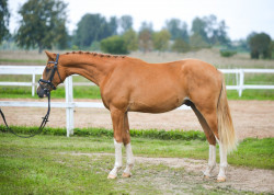Windoro