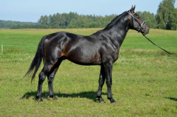 Ardento