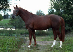 Radža