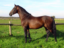 Loreno Lū
