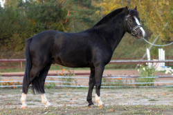 Moravikens Black Velvet