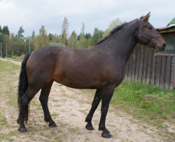 Greisa