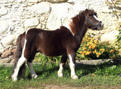 Pongo