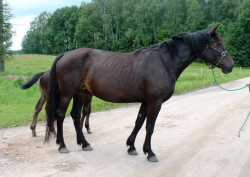 Samīra